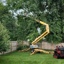 Best Lawn Renovation and Restoration  in Falling Water, TN