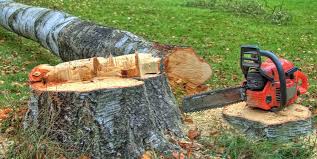 Best Tree Maintenance Programs  in Falling Water, TN
