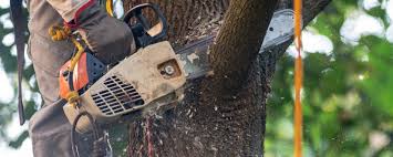 Professional Tree Removal in Falling Water, TN
