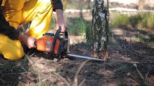 Best Pest Control for Lawns  in Falling Water, TN