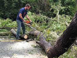 Best Fruit Tree Pruning  in Falling Water, TN
