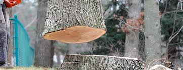 Best Tree Cabling and Bracing  in Falling Water, TN