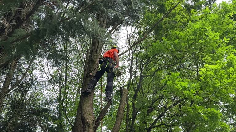 Best Lawn Pest Prevention  in Falling Water, TN