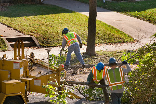 Best Tree Disease Treatment  in Falling Water, TN