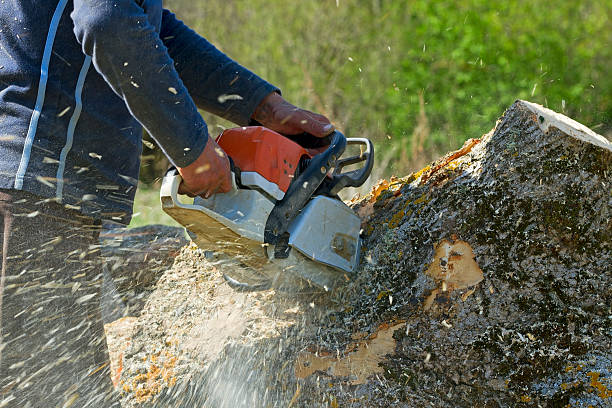 Best Root Management and Removal  in Falling Water, TN